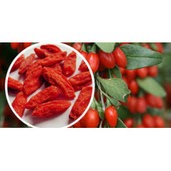 BAYA GOJI