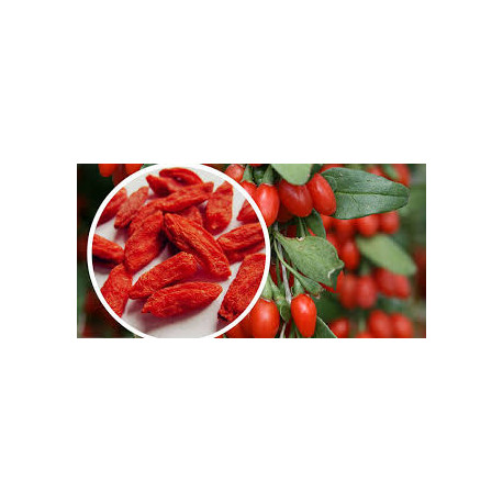 BAYA GOJI